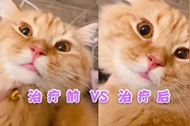 猫咪嘴巴肿了个大包，主人焦虑的不知道咋办？宠物医生帮忙治好啦