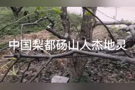 中国🇨🇳梨都砀山，砀山酥梨数良梨镇，皮薄肉厚汁多