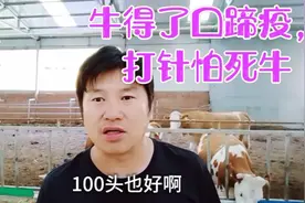牛得了口蹄疫打针怕死牛，用这些方法，效果也很好！视频封面