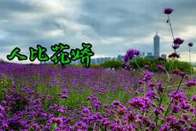 又见花海，深圳湾流花山公园花花世界，吸引众多美女前来打卡。视频封面