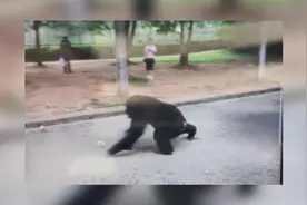突发新闻！合肥野生动物园一只大猩猩逃跑，黑豹突击队员赶赴现场视频封面