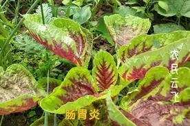 "苋菜根″是个宝，妙用厉害了，农民为啥用它煮水喝