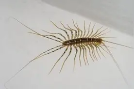 家里出现过蚰蜒可要留意了，不要疏忽大意，看看