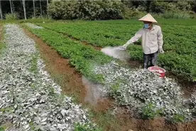 坤哥俩口子给花生撒熟石灰，可以杀菌消毒，顺便补点“钙”！视频封面
