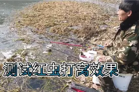 大伟花巨资买红虫，就为测试红虫打窝的效果，这结果想不到啊！！