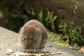 冷知识：老鼠可能跟人类是一个祖先，恋物癖老鼠是这么练成的！