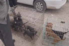 腊肠狗单只600元，买一个少了就不卖全部一起拿的话价格能便宜！视频封面