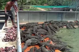 用清道夫喂鳄鱼是什么效果？？