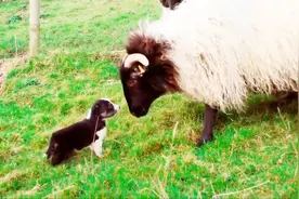 牧羊犬从小就开始牧羊，能力很棒，果然都是天生的！视频封面