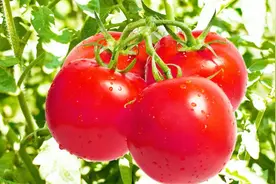 西红柿光长秧子不长果，试试这个小窍门