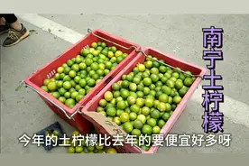 广西南宁的土柠檬价格1元到1.8元左右，好便宜，你准备好坛子了吗视频封面
