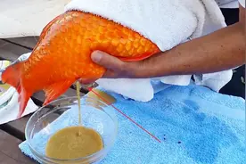 男子养了一条锦鲤，最近鱼肚子鼓胀，结果用手挤出了东西来视频封面