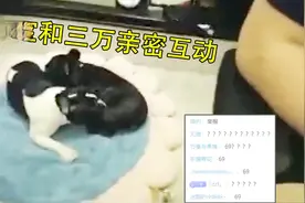 UZI家的两只狗在疯狂互舔，直播间弹幕全是问号！视频封面