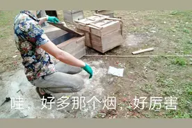 去年诱到的几群蜜蜂因为巢虫全全飞逃了，今天用硫磺薰箱杀巢虫视频封面