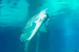 水族馆为什么不养大白鲨？从十几次的失败案例得出，这一点很重要
