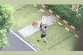 广东佛山打死金毛犬男子已被刑拘！事件系金毛犬咬死男子家狗引起视频封面