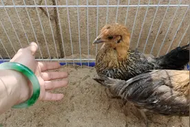 家庭阳台发酵床养鸡，无臭味无苍蝇不需要清粪，详细教程