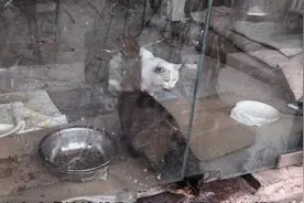 见过这么精力旺盛的小猫咪吗？一直跑来跑去，两只猫形成鲜明对比