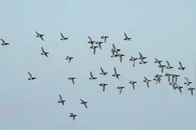 野鸭子为什么满天飞？