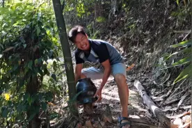 用坛子把竹笋盖住，一个星期后会有怎样的变化，你知道吗？