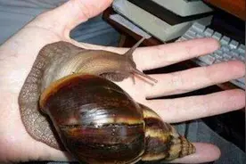 这种非洲蜗牛携带细菌传播结核病，不能食用！视频封面