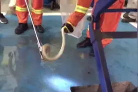 广东中山一“长标”蛇钻进汽车底盘，消防拆盘捉蛇，带离现场放生