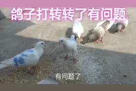 鸽子走路不稳打转转，严重有问题，看看情况是怎样!视频封面