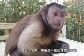 猴子吃辣椒  辣到怀疑人生  表情包在此视频封面