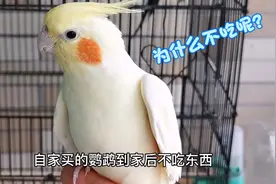 买回家的鹦鹉不吃东西怎么办？铲屎的，先别着急！