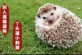 你见过小刺猬涂刺吗？原来小刺猬认主人，顺刺后特别乖