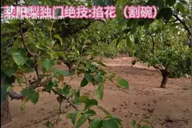莱阳梨独门绝技