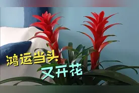 鸿运当头绿植，花朵枯萎了你还是扔掉吗？教你这样做它又开花。视频封面