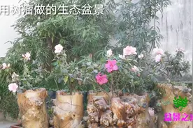 用树瘤做的生态盆景