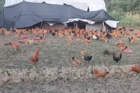 四个月的鸡不到两斤，几千只都是下绿壳蛋的