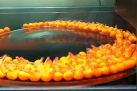 见证金龙鱼鱼卵孵化全过程——从鱼卵孵化到小鱼苗