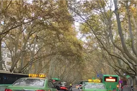 郑州是我见过梧桐树最多的城市，到处是梧桐大道，看着很是壮观