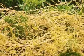 还记得琼瑶小说（菟丝花）不？？