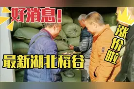 好消息！湖北稻谷涨价了！新稻谷卖多少钱1斤，看涨了多少别亏了视频封面