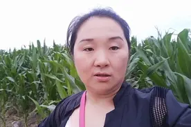 黑龙江山市小镇大山里，苞米长一人多高，杨树为啥早早落黄叶子视频封面