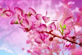 寻亲节目：千万女老板40年寻家，开门听到父亲去世全场痛苦，感人视频封面