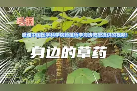 身边的草药（242），毛桐，治疗骨结核尿路感染的草药