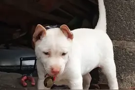 极品  冲天尾    白狗红鼻中华田园犬