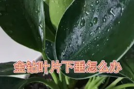 这样养护金钻，叶片肥厚挺立视频封面