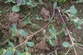 马齿苋洗头能让白发转黑？但它的确是药食两用的好植物，快来了解视频封面