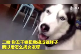 二哈被剃毛后发怒，不让主人摸头还跟主人大吵，最后居然被气哭了
