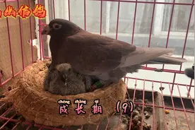 鸽子产蛋、孵化、育雏全过程小伙全部记录了下来