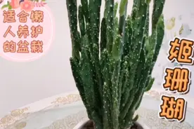 没有时间打理花卉绿植的上班族，不妨养护一盆姬珊瑚试试吧