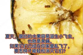生活小妙招:夏天果皮垃圾易滋生小飞虫,教你轻松简单方法消灭它们视频封面