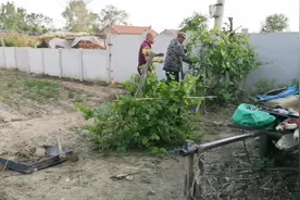 宝子家的葡萄树应该搭架了，都没干过这活，应该怎么搭呢？视频封面