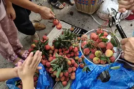 中国最晚熟荔枝在四川，现在还有新鲜荔枝，那么贵还抢着买有钱人视频封面